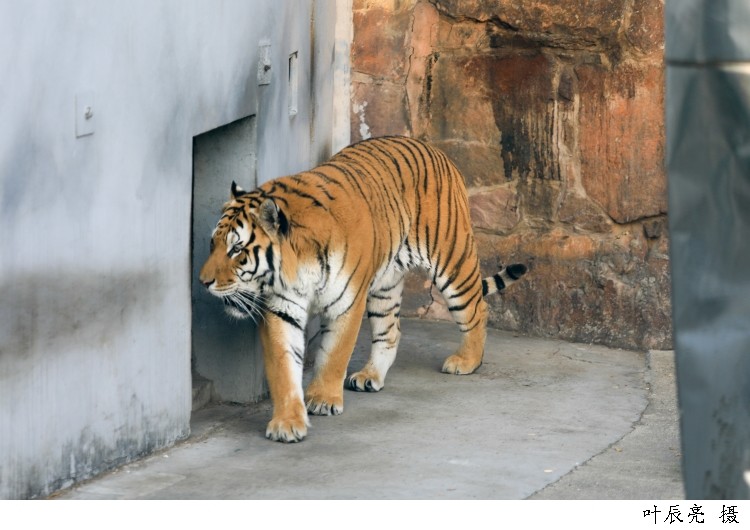 這裡的老虎獅子要搬家了趕緊去和平公園動物島跟老朋友道個別吧