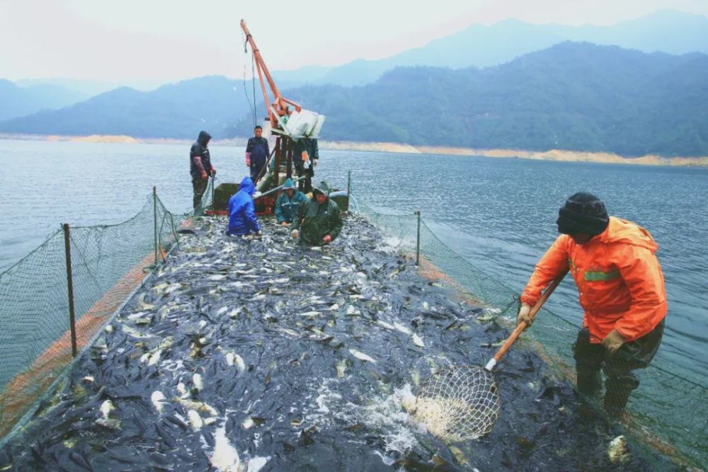现场很壮观云和湖今冬第一网开捕啦日均捕捞4万多斤