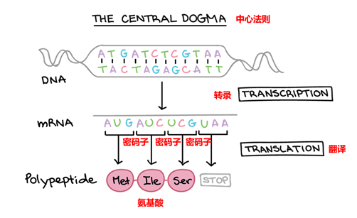 遗传学中心法则,dna转录为mrna,在通过trna翻译成氨基酸组成蛋白