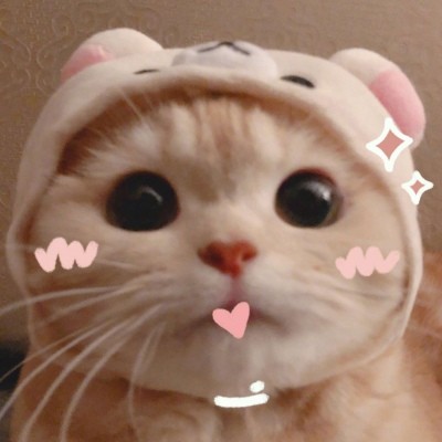 21超可爱猫咪头像 萌 猫咪