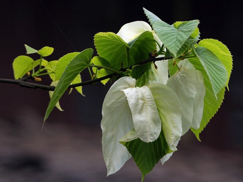 中国国宝级植物不仅仅只有人参哦