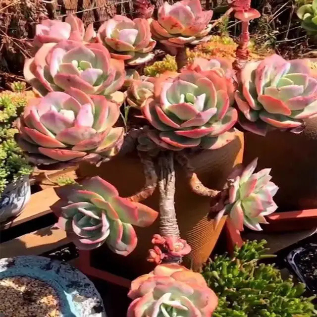 养多肉都喜欢大老桩这10个品种全是大粗腿越养越好看