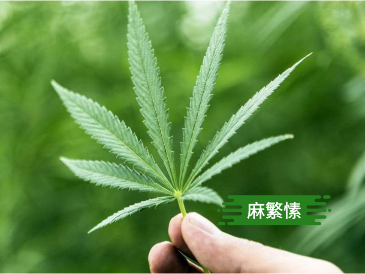 酒产区的心脏地带推出了法国第一款注入了工业大麻提取物cbd的葡萄酒