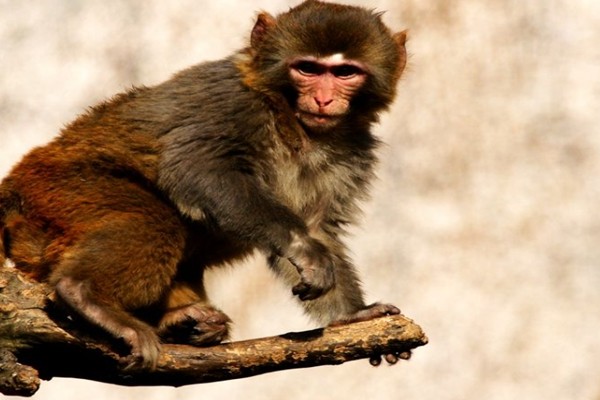 老一辈常言属猴人若出生在这几月是上天安排一生运势大好