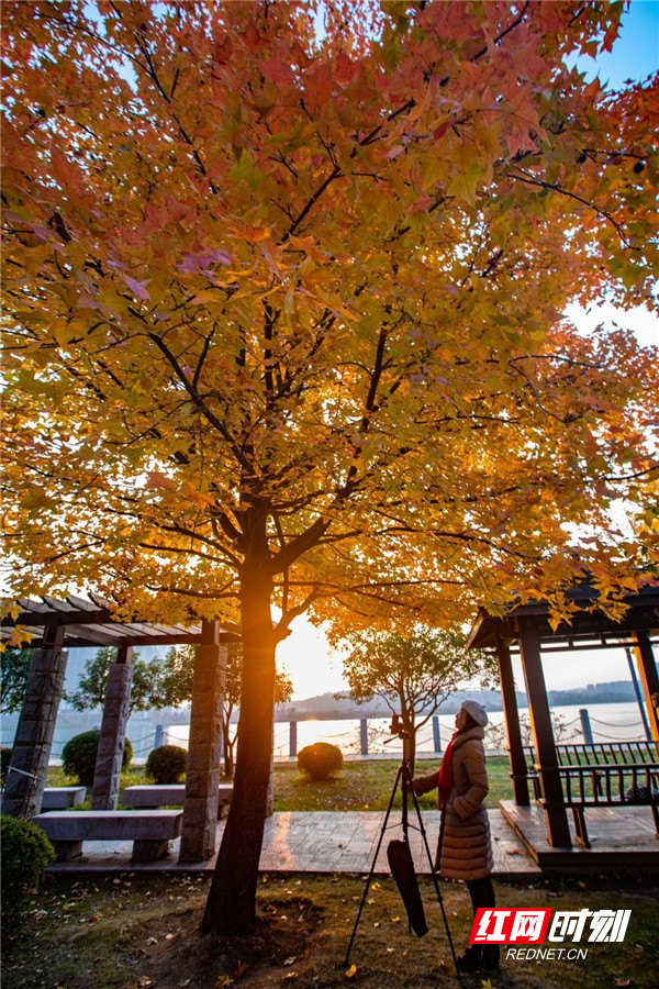 冷水滩:冬日滨江"枫"景独好