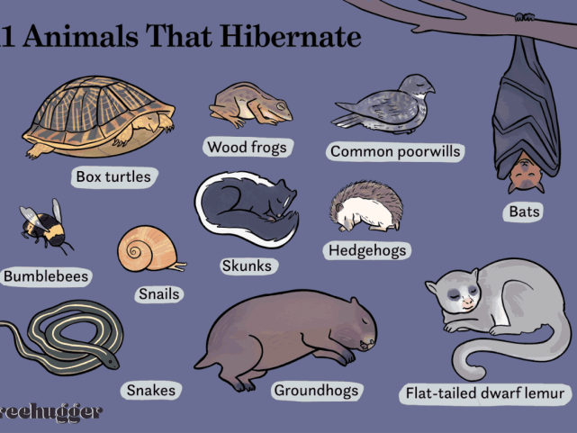 这些动物会冬眠