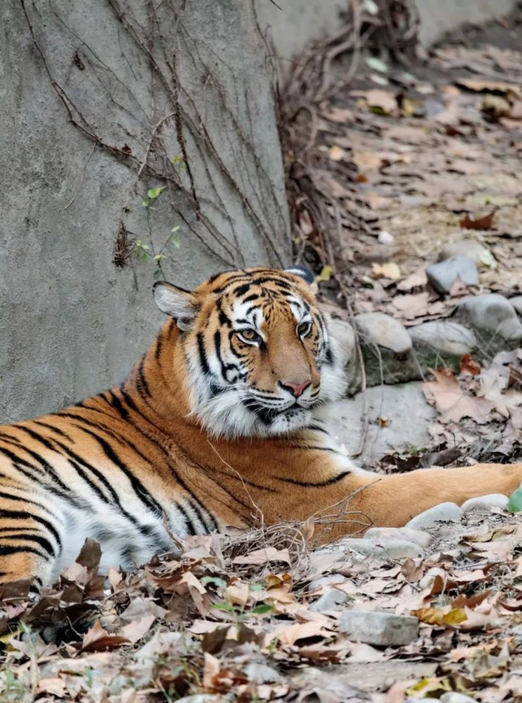 探索太虎了上海动物园五只中小老虎搬新居