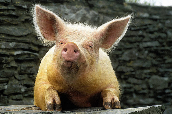 生肖属猪的人2021年做3件事情可以改运明年顺风顺水