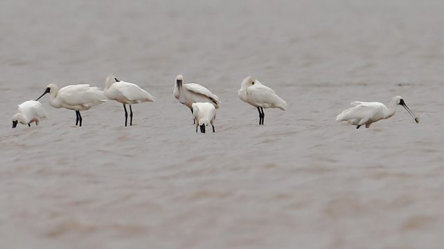 摄)珠海市处于东亚-澳大利西亚的候鸟迁飞区,拥有狭长的海岸线,水鸟