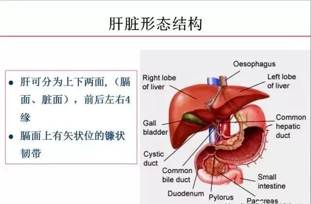 每位影像科醫生都應該掌握的腹部ct基礎讀片36張,看完就會了!