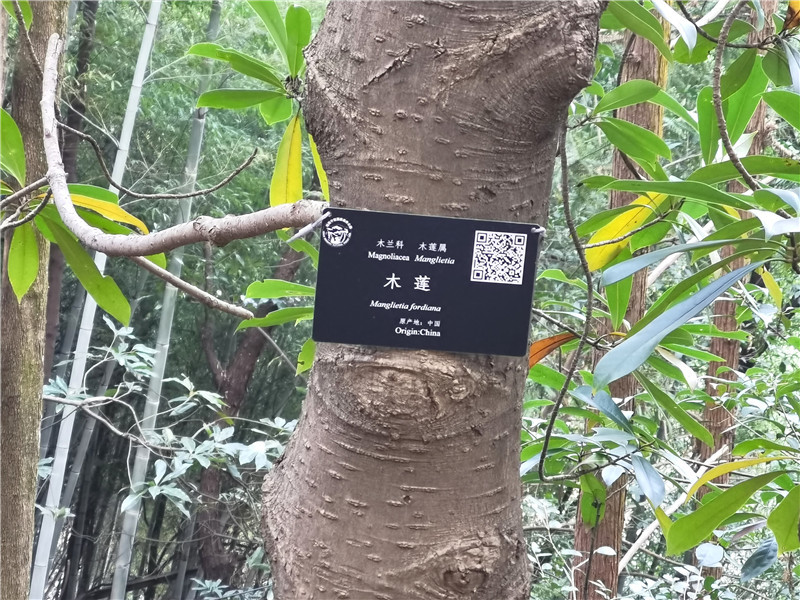 怀化中坡公园名贵树木挂上了"明星牌"