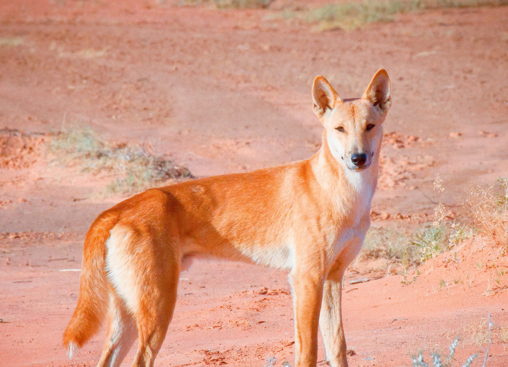 中国"大黄狗"跑到澳洲去了?能抓鲨鱼能捕绵羊,还是保护动物