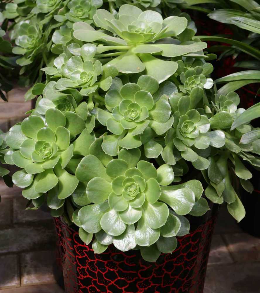 玉龙观音应该如何养护?