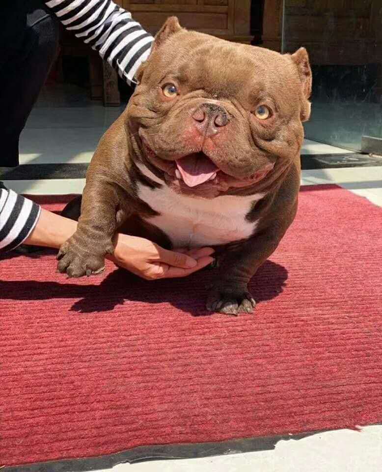 恶霸犬很凶么 为什么这么贵 腾讯新闻