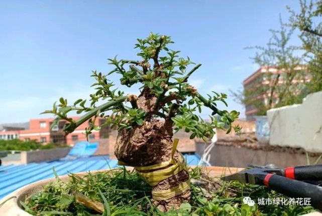 买了一盆带花苞的迎春花盆景 别过度养护 满盆是花不消苞 花苞 迎春花 盆景 迎春花盆景