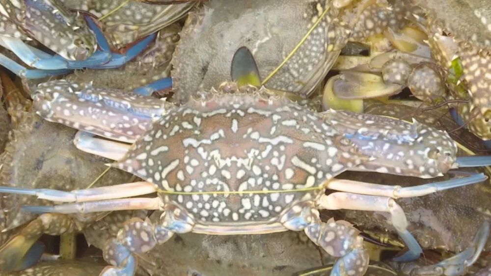 舌尖福建列屿青脚花蟹滋味好身价高