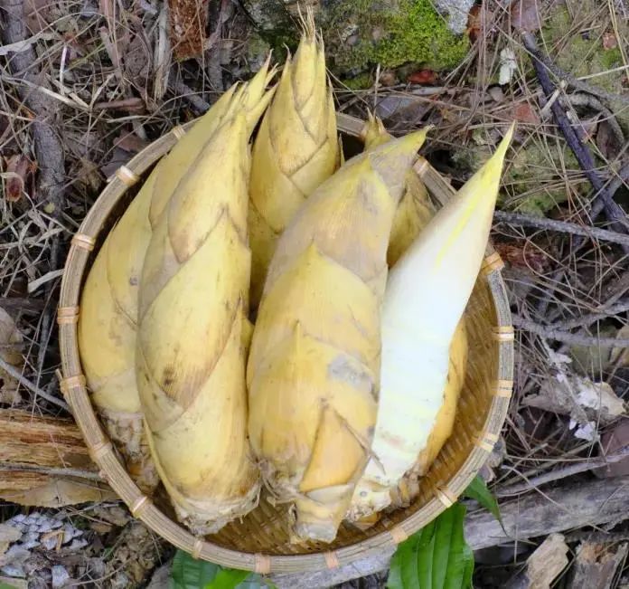 武夷山应季鲜笋,鲜,嫩,脆,爽,尝鲜期仅一个半月!_腾讯新闻