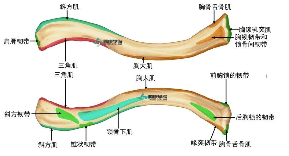 前下缘有三角肌附着;下面向后缘处有喙突结节,有喙锁韧带附着,其对