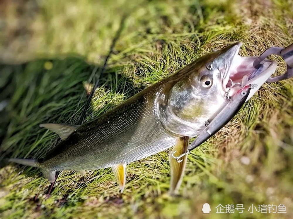 瞭解鱤魚生活習性及釣餌用法,3種釣法,看完秒懂_騰訊新聞