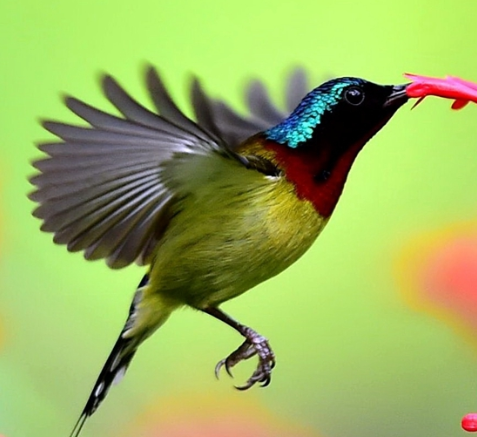 心理学:四只报喜鸟,你选哪只?测你最近会有什么好运发生