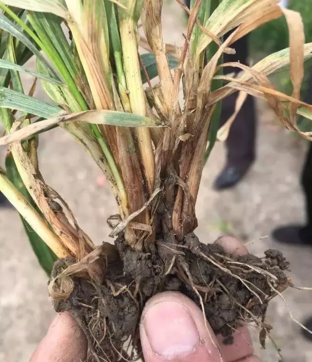 叶枯病二,虫害类1,麦蜘蛛2,金针虫3,线虫(小麦胞囊线虫病)三,除草剂