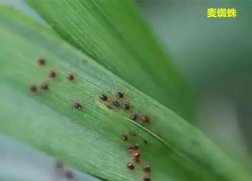 2,金針蟲3,線蟲(小麥胞囊線蟲病)三,除草劑藥害五,缺素(缺氮或缺磷)六