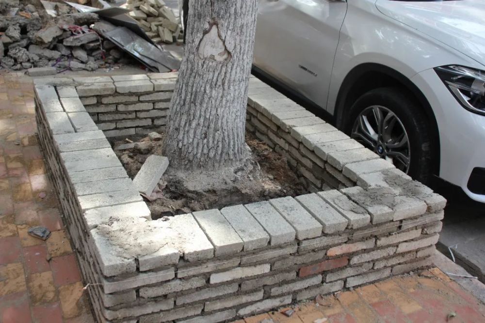 工人正将原本的树池和周边的人行道地砖挖开,重新铺设地砖,砌筑树池