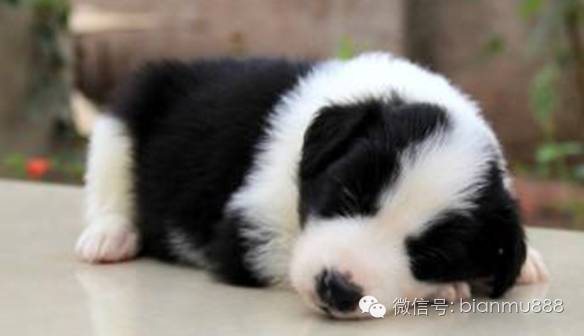 边牧成长的几个阶段 边友必看 腾讯新闻