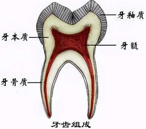 把它纵型刨开来看,可以分为:牙釉质(俗称珐琅质),牙本质,牙髓和牙骨质
