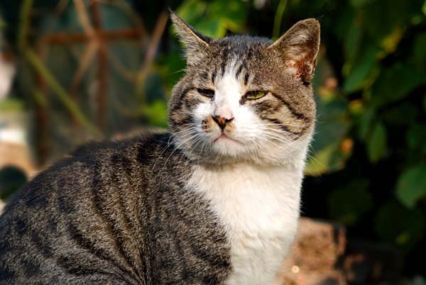 一次去年被救的老猫,今年依然不见了_腾讯新闻