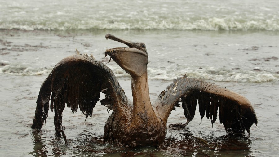 怒400万桶石油泄漏上万海洋生物死亡英国抵赖拒赔偿