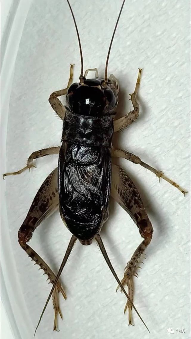 蟋蟀鉴赏:将军黑紫尖翅|李阳|黄光|中秋|天津|王福杰|菏泽