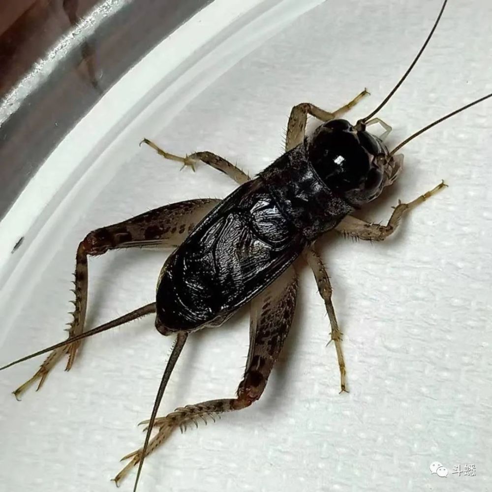 蟋蟀鉴赏将军黑紫尖翅