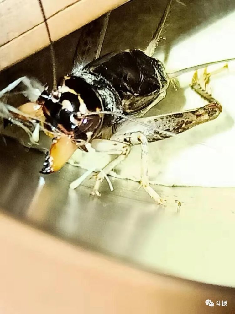 蟋蟀鉴赏将军黑紫尖翅