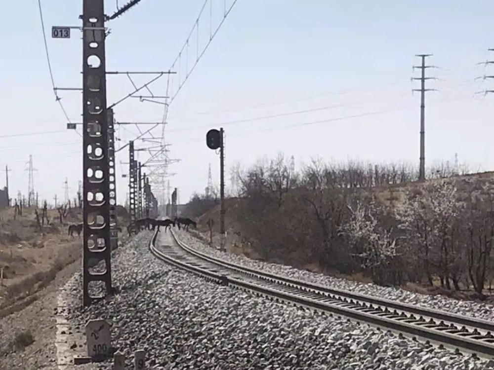 马群逼停列车等危及铁路安全生产的问题公益诉讼都给解决了
