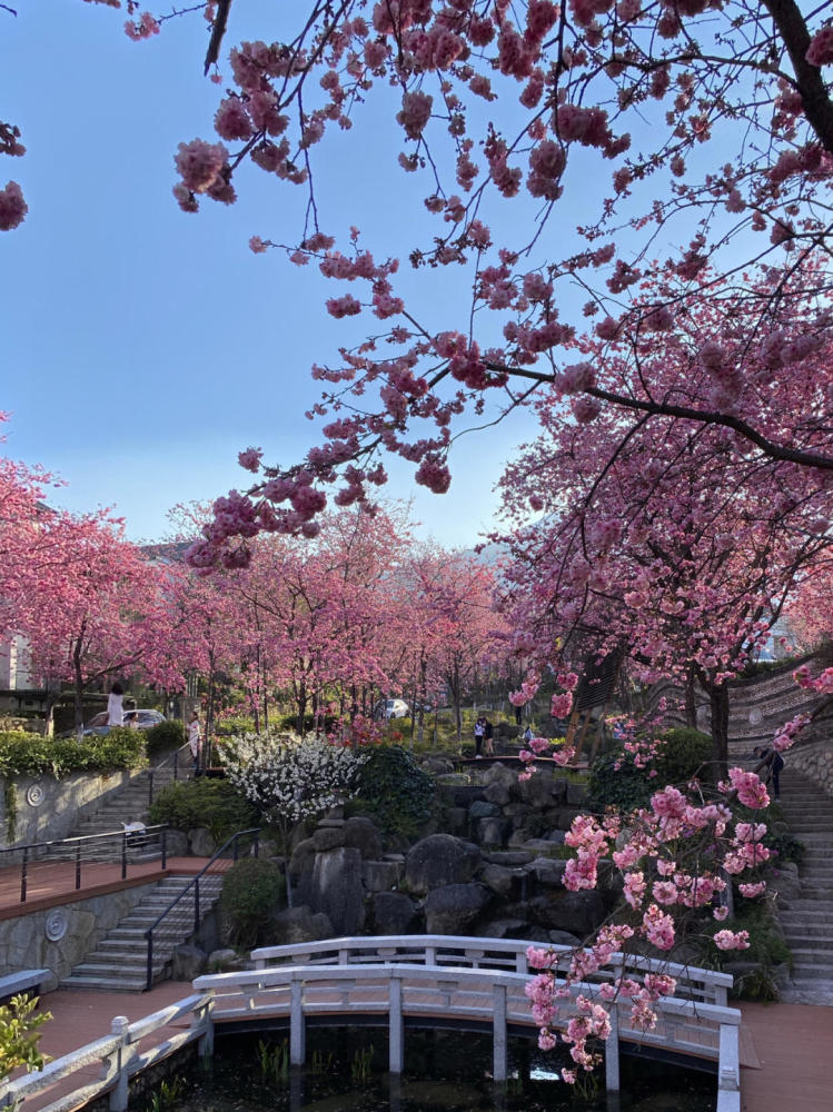 雲南除了櫻花之外還有很多的地方適合旅行,雲南景點之