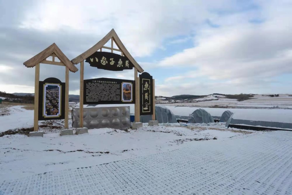 黑土地上的黄金花和龙市八家子镇打造桑黄产业带动脱贫致富