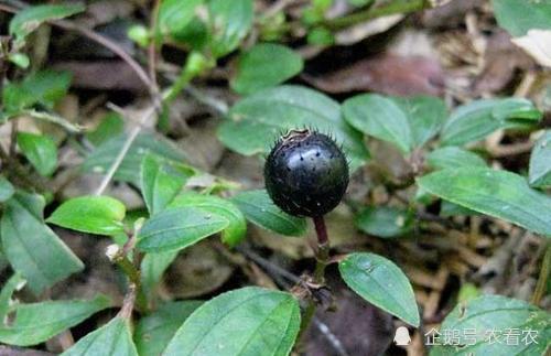 山里一种小地雷过去农村用于泡酒喝过都说好价值很高