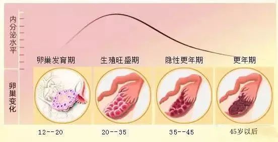 卵巢功能低做试管能成功吗(卵巢功能低做试管成功率高吗)-第2张图片-鲸幼网