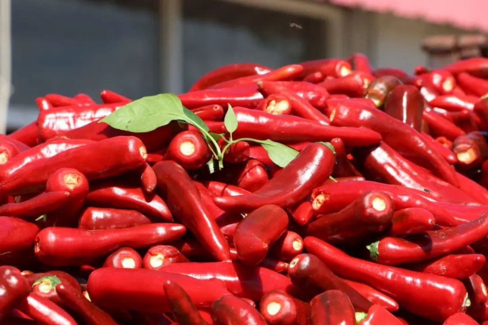 开鲁红干椒让通辽"红火"起来_腾讯新闻