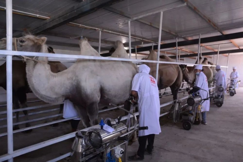 丝路伴侣驼奶的鲜战略