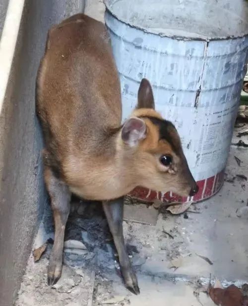 在几声清脆的叫声后,麂子很快消失在深山密林之中.