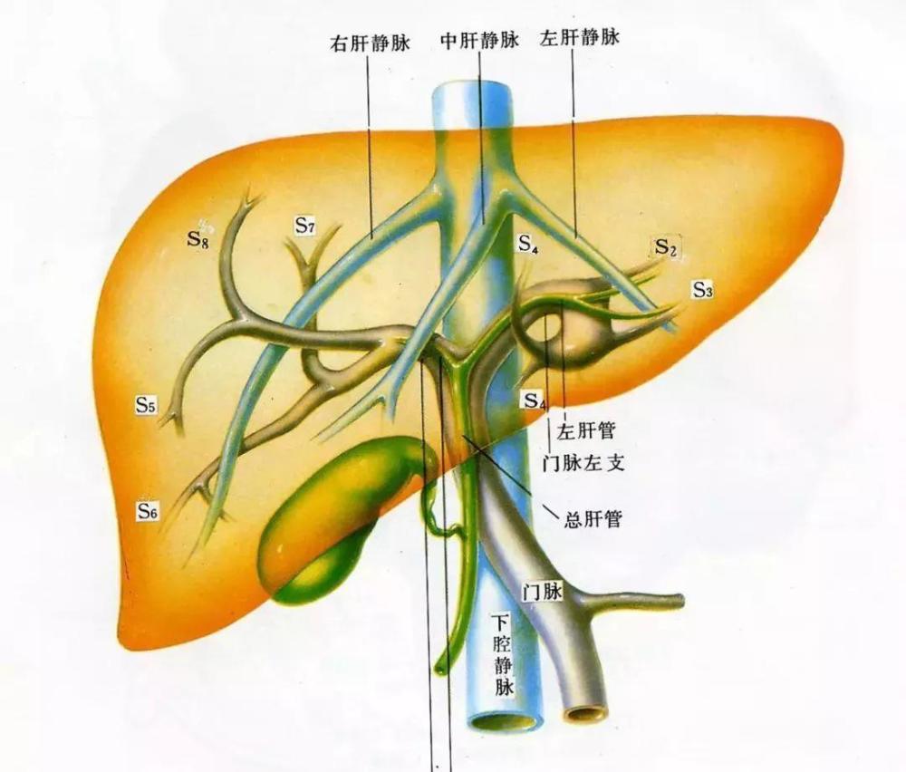 肝癌又是如何扩散的?_腾讯新闻