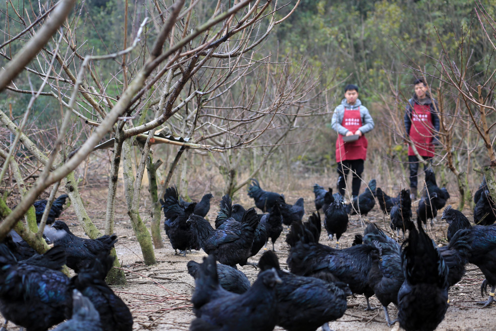 贵州毕节林下鸡有了身份证