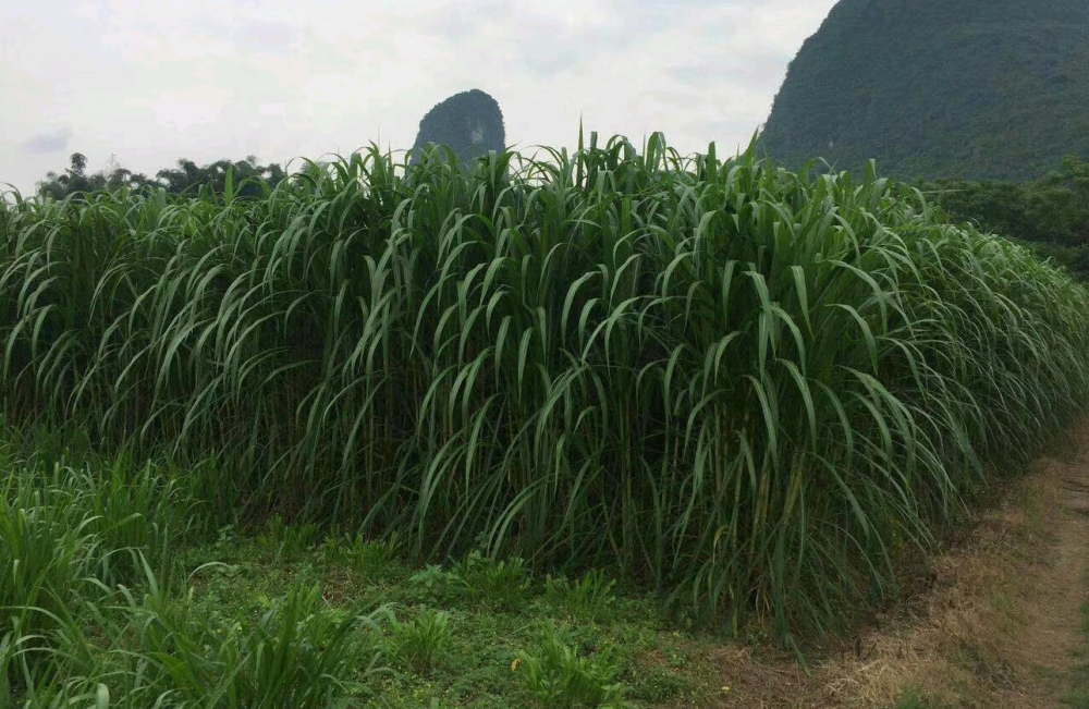 南方养牛哪些牧草品种好给大家推荐几款比较好种的牧草