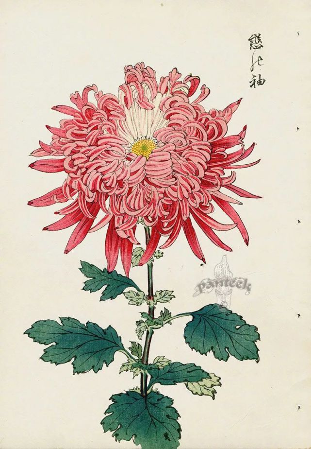 来自画家 keika hasegawa 的菊花图谱.