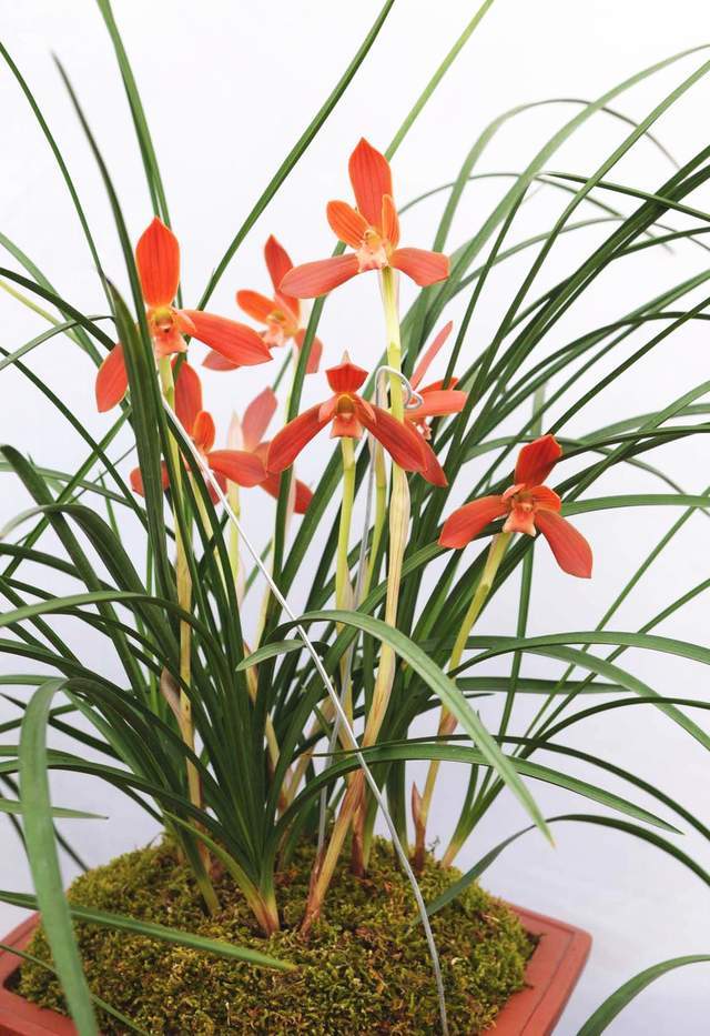 百年一遇的豆瓣兰红河红花型工整花色艳丽高贵而不娇贵