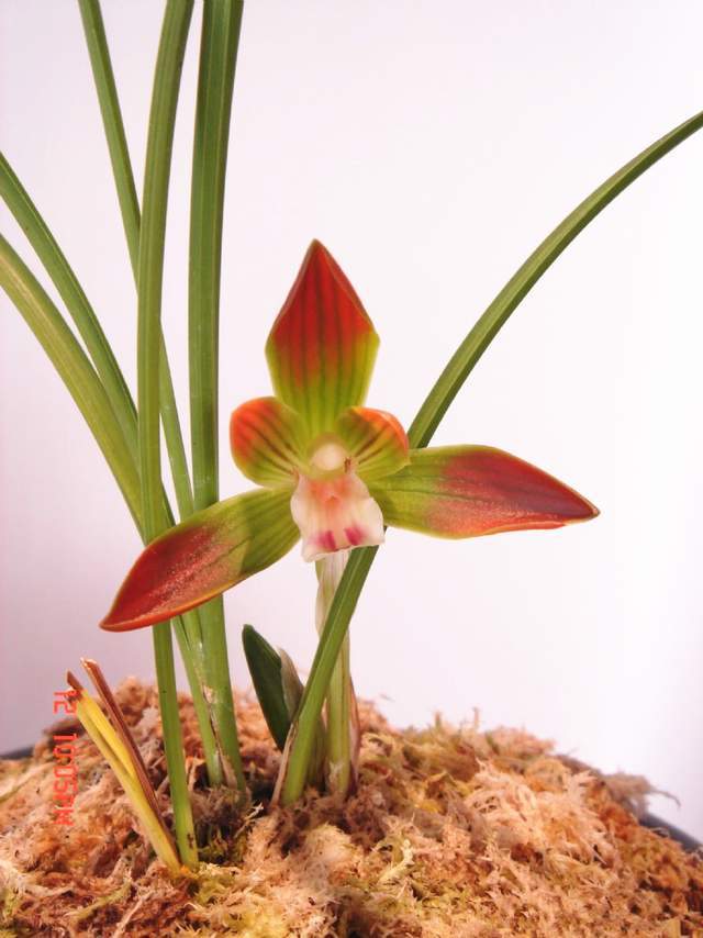 百年一遇的豆瓣兰红河红花型工整花色艳丽高贵而不娇贵