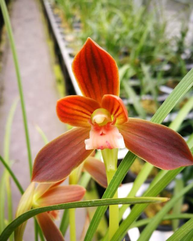 百年一遇的豆瓣兰"红河红",花型工整,花色艳丽,高贵而不娇贵_腾讯新闻