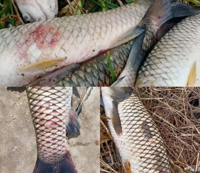 养殖草鱼烂身烂尾,出血,多半是这三个原因!